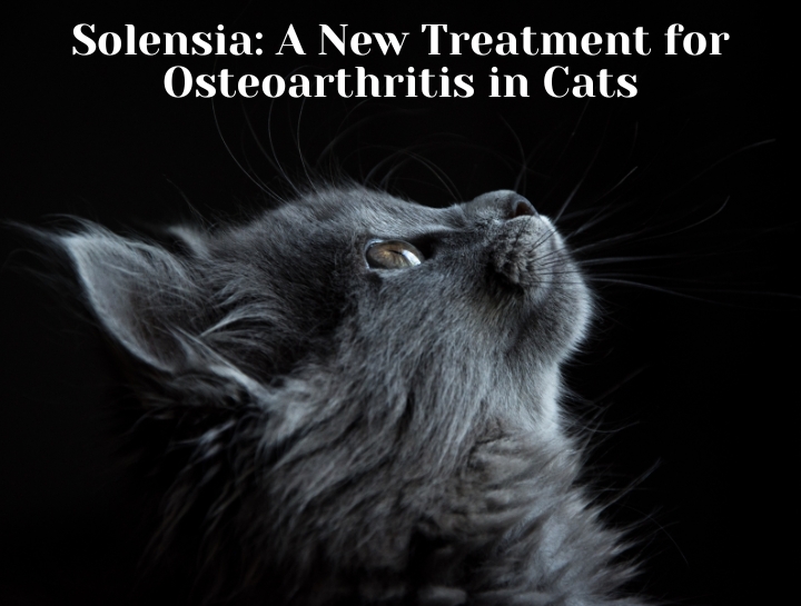 Solensia A New Treatment for Osteoarthritis in Cats Purrfect Care